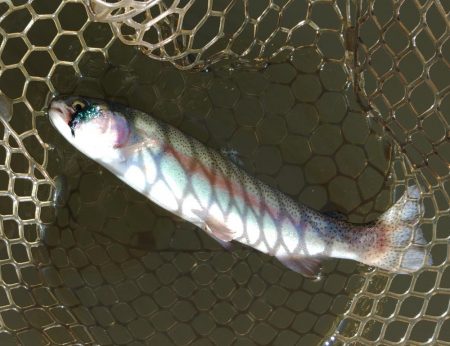 大安トラウトレイク釣果